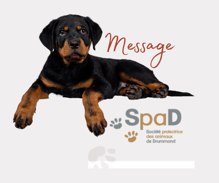 MESSAGE IMPORTANT DE LA SPAD - Responsabilités des propriétaires de chiens